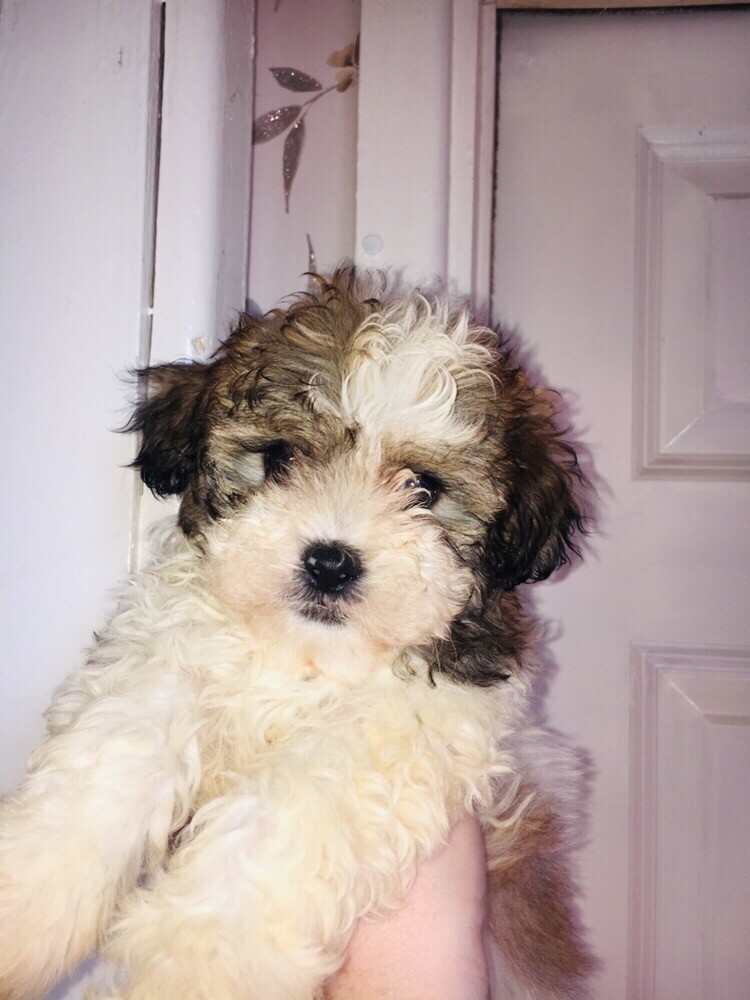 gumtree teddy bear puppies